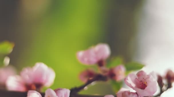Персикові Квіти Крупним Планом Овочевих Садах — стокове відео