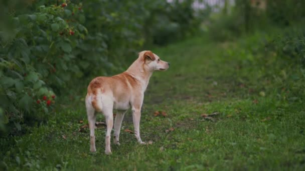 在绿草背景上的一条黄色的狗 — 图库视频影像