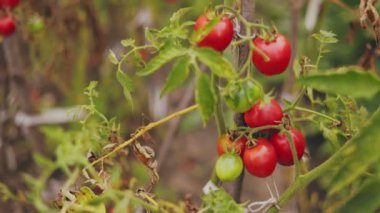 Bahçede bir sürü olgun domates var.