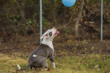 Pitbull Terrier köpeği dışarıda bir balonla oynuyor.