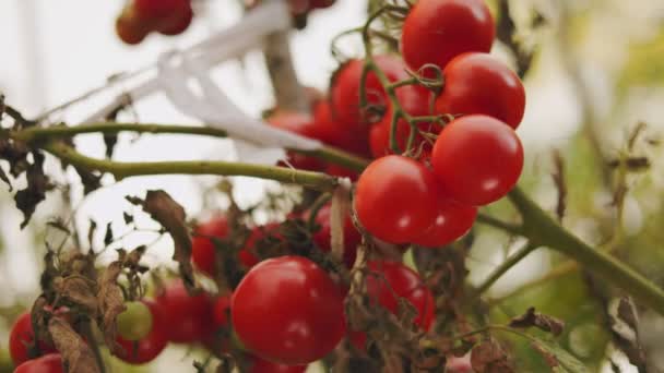 Veel Rijpe Tomaten Tuin — Stockvideo