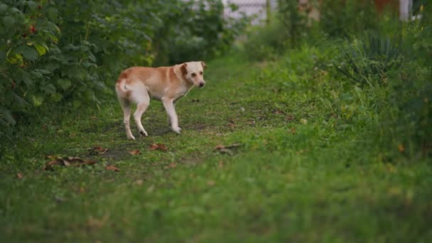 Perro Amarillo Sobre Fondo Hierba Verde — Vídeos de Stock