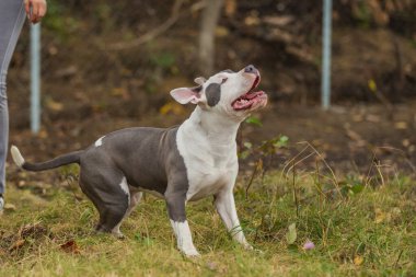 Pitbull Terrier köpeği dışarıda bir balonla oynuyor.