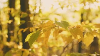 Sararmış dalları olan bir dal.