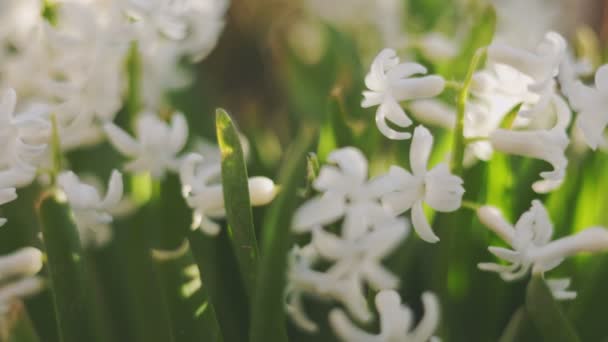 Zblízka Záběr Bílé Hyacintové Květy — Stock video