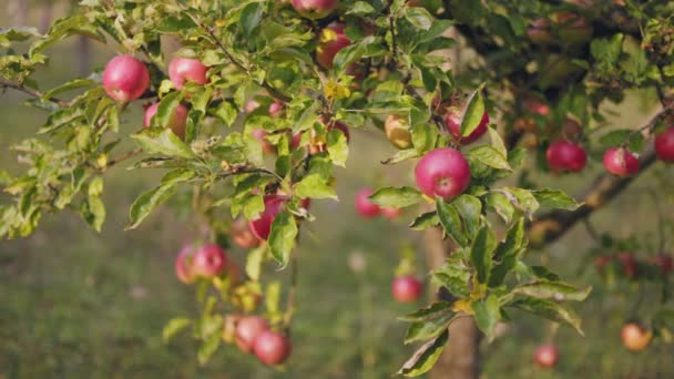 Red Apples Garden Sunny Day — стоковое видео