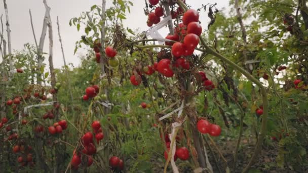 Dużo Dojrzałych Pomidorów Ogrodzie — Wideo stockowe