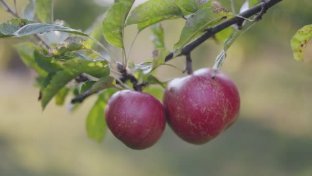 Red Apples Garden Sunny Day — Video