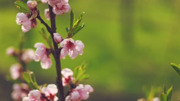 Fleurs Abricot Avec Une Faible Profondeur Champ Gros Plan — Video