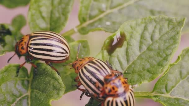 Colorado Käfer Mit Artenüberleben Beschäftigt Nahaufnahme — Stockvideo