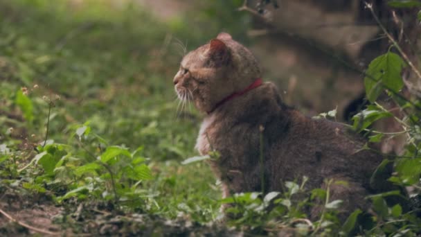 Γάτα Που Αναπαύεται Μετά Από Καυγά — Αρχείο Βίντεο