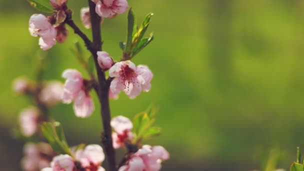 Aprikosenblüten Mit Geringer Schärfentiefe Nahaufnahme — Stockvideo