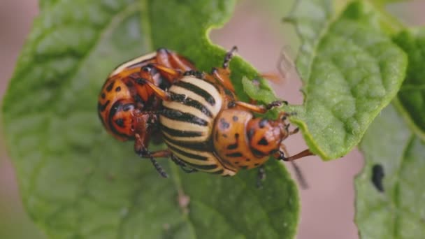Colorado Beetles Busy Species Survival Close — Stock Video