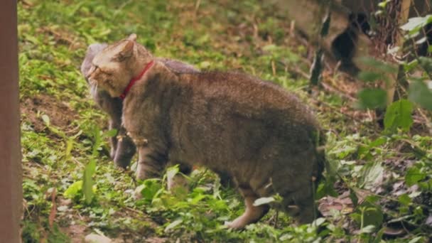 Terminando Una Pelea Entre Gatos Con Perdedor Yéndose — Vídeo de stock