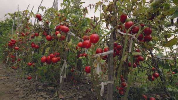 Lote Tomates Maduros Jardim — Vídeo de Stock