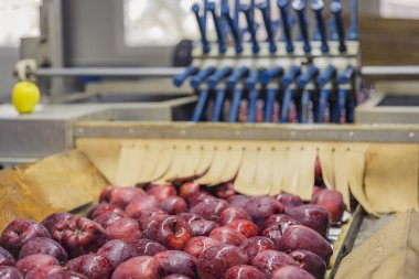 Daha fazla satış için elma seçmek için otomatik satır