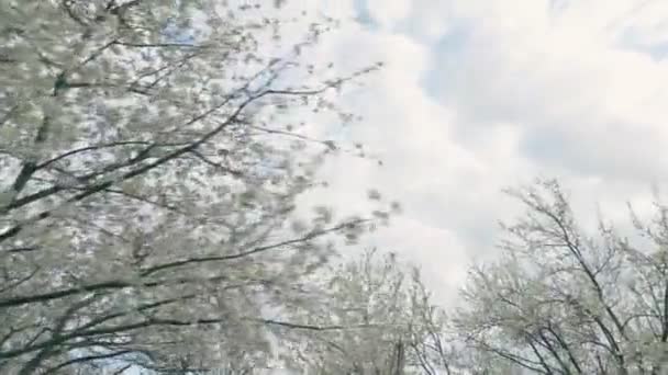 Mnoho Větví Bílými Třešňovými Květy — Stock video