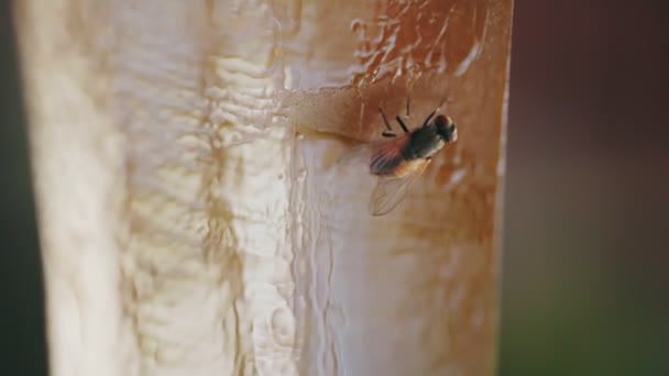 Eine Fliege Die Einem Fliegenfänger Klebt Nahaufnahme — Stockvideo