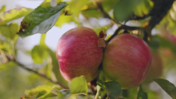 Red Apples Garden Sunny Day — Stok Video