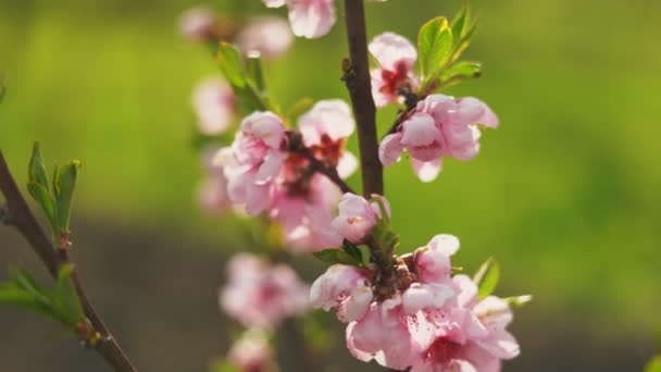 Aprikosenblüten Mit Geringer Schärfentiefe Nahaufnahme — Stockvideo