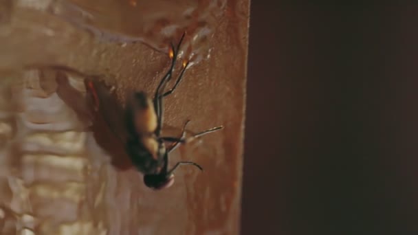 Moucha Přilepená Mušce Záběr Zblízka — Stock video