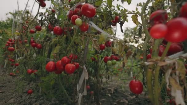 Mycket Mogna Tomater Trädgården — Stockvideo