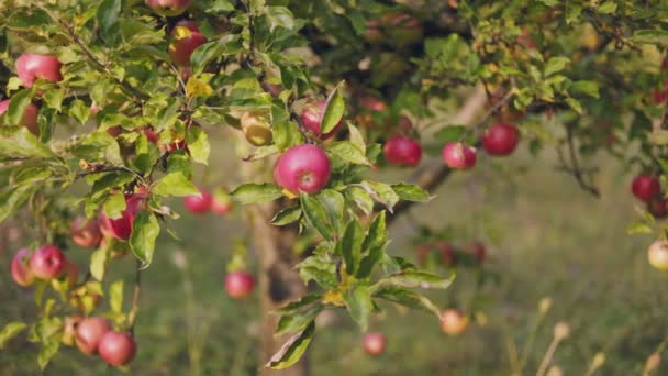 Red Apples Garden Sunny Day — Vídeo de stock