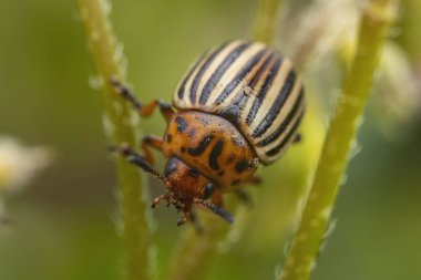 Patates filizli Colorado patates böceği.