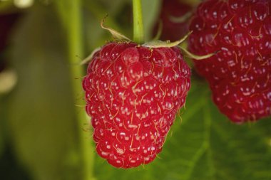 sulu kırmızı ahududular kapanıyor