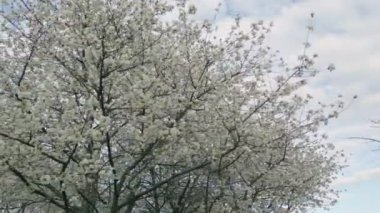 Beyaz kiraz çiçekli bir sürü dal