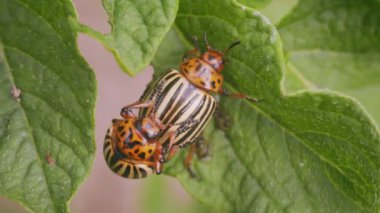 Colorado böcekleri canlı türlerle meşgul, yakın plan.
