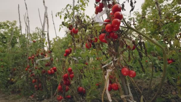 Viele Reife Tomaten Garten — Stockvideo