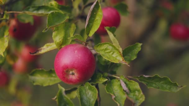 Red Apples Garden Sunny Day — Stock video