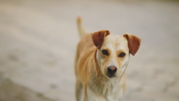 品種のない黄色い犬の肖像 — ストック動画