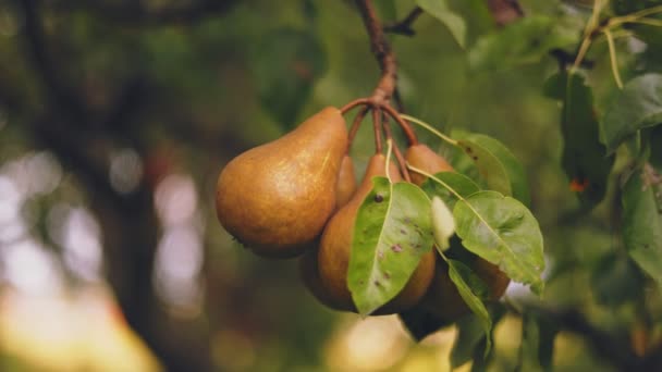Ripe Pears Tree Vegetable Garden — Stock Video