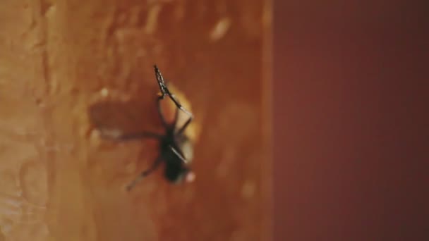 Eine Fliege Die Einem Fliegenfänger Klebt Nahaufnahme — Stockvideo