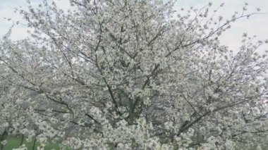 Beyaz kiraz çiçekli bir sürü dal