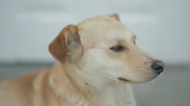 Türü olmayan sarı bir köpeğin portresi