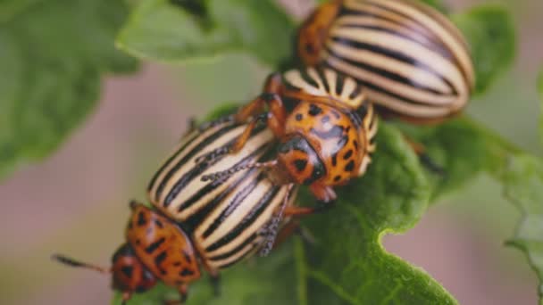 Kumbang Colorado Sibuk Dengan Kelangsungan Hidup Spesies Close — Stok Video