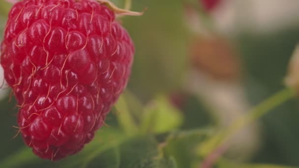 Raspberry Semak Close — Stok Video