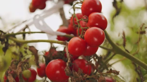 Muchos Tomates Maduros Jardín — Vídeo de stock