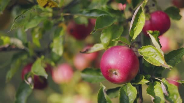 Red Apples Garden Sunny Day — Stok Video