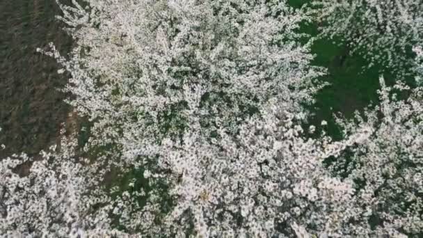 Muchas Ramas Con Flores Cerezo Blanco — Vídeo de stock