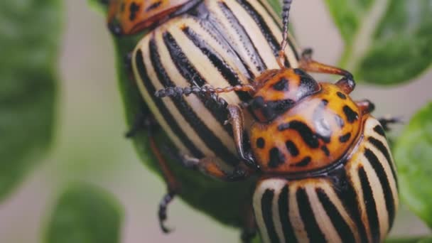 Colorado Böcekleri Canlı Türlerle Meşgul Yakın Plan — Stok video