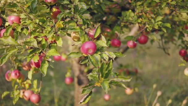 Червоні Яблука Саду Сонячний День — стокове відео