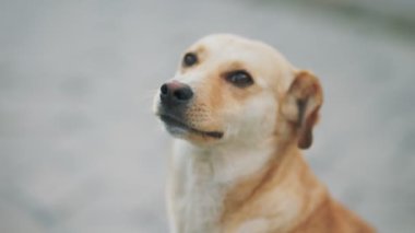 Türü olmayan sarı bir köpeğin portresi