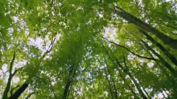 Верхушки Зеленых Деревьев Лесу Снятые Снизу Вверх — стоковое видео