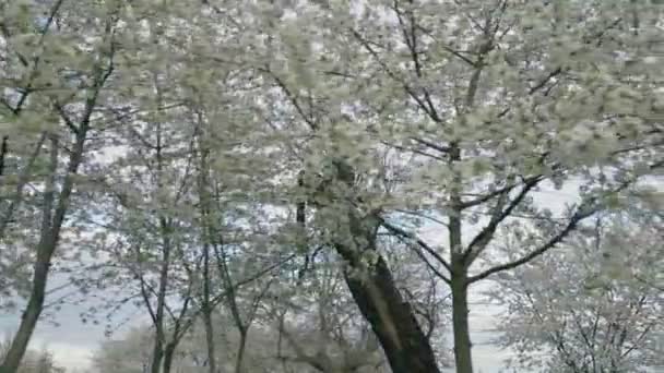 Viele Zweige Mit Weißen Kirschblüten — Stockvideo