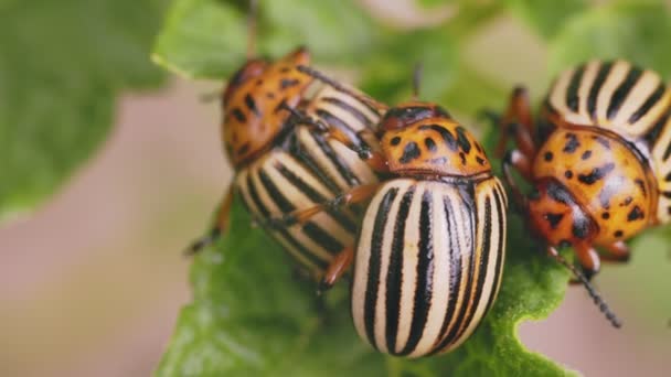 Colorado Escarabajos Ocupados Con Supervivencia Especies Primer Plano — Vídeo de stock