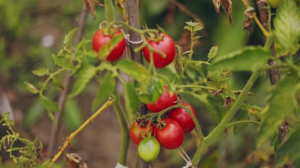 정원에 성숙한 토마토 — 비디오